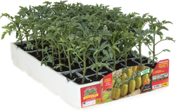 Tomate Adilatado Pulpa Verde Mango 6 Plantas en Pack