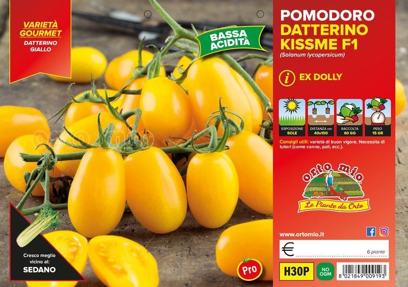 Tomate Cherry Amarillo 6 Plantas En Pack