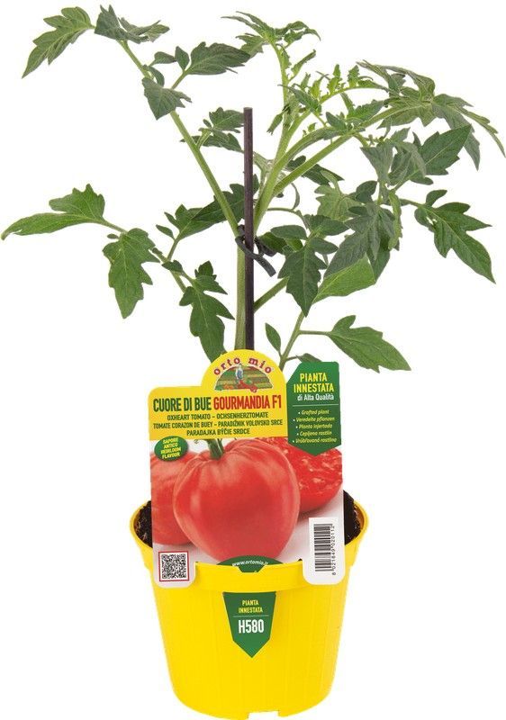 Tomate Corazón Clásico 1 Planta en M-10 Injertado