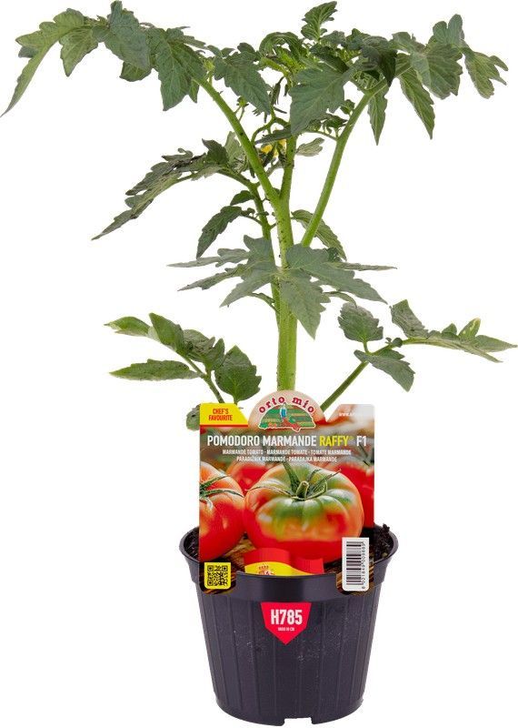 Tomate Marmade Raffy 1 Planta en M-10