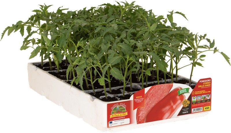 Tomate Marzano Cuerno o Banana 6 Plantas En Pack