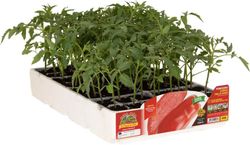 Tomate Marzano Cuerno o Banana 6 Plantas En Pack