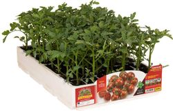 Tomate Marzano Ovalado Zebrino 6 Plantas En Pack