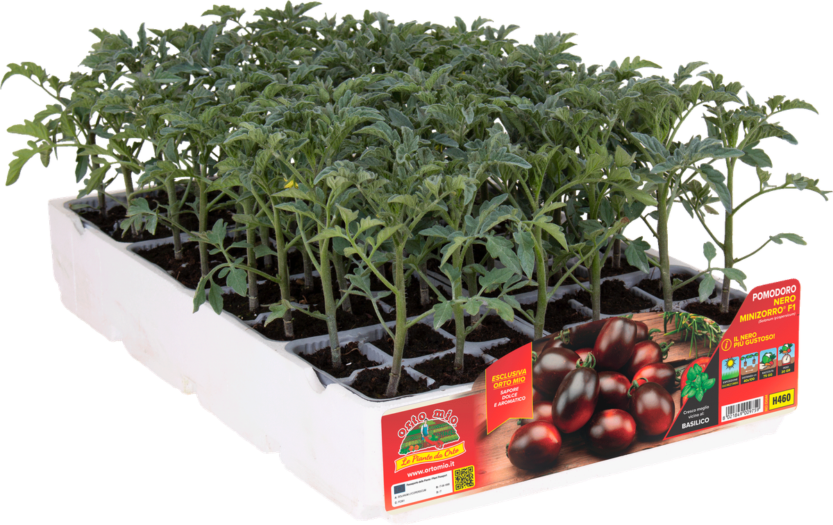 Tomate Ovalado Negro MiniZorro 6 Plantas en Pack