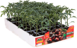 Tomate Ovalado Negro MiniZorro 6 Plantas en Pack