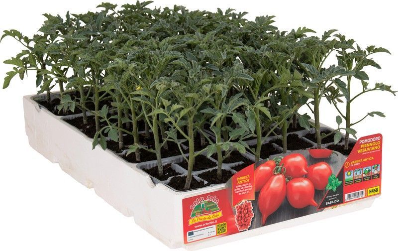 Tomate Piennolo Vesubiano 6 Plantas En Pack
