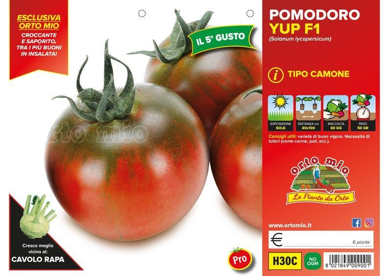 Tomate Quinto Gusto Yup F1 (Tipo Camone) 6 Plantas En Pack