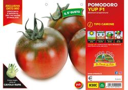 Tomate Quinto Gusto Yup F1 (Tipo Camone) 6 Plantas En Pack