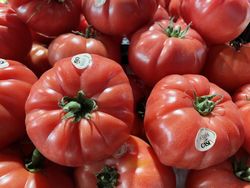 Tomate Rosa de Sorrento 6 Plantas en Pack