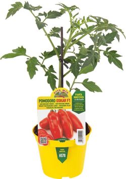 Tomate San Marzano 1 Planta en M-10 Injertado