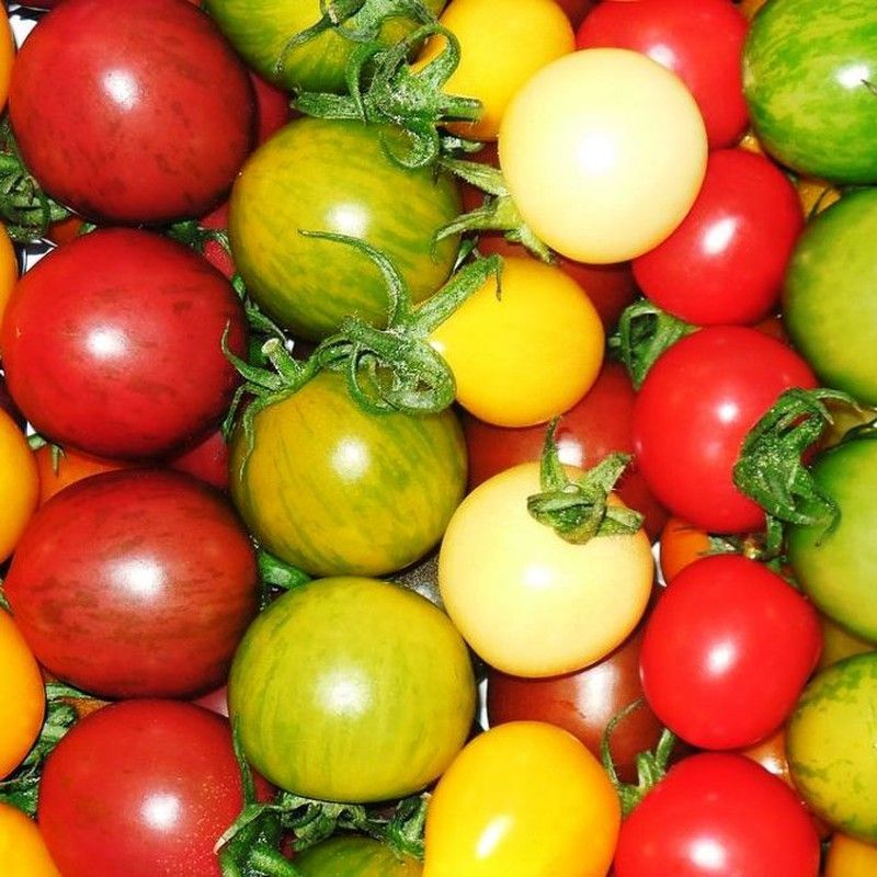 Tomates Cherry Redondo