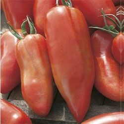 Tomates Corno de los Andes