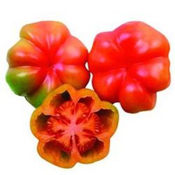 Tomates de Montserrat