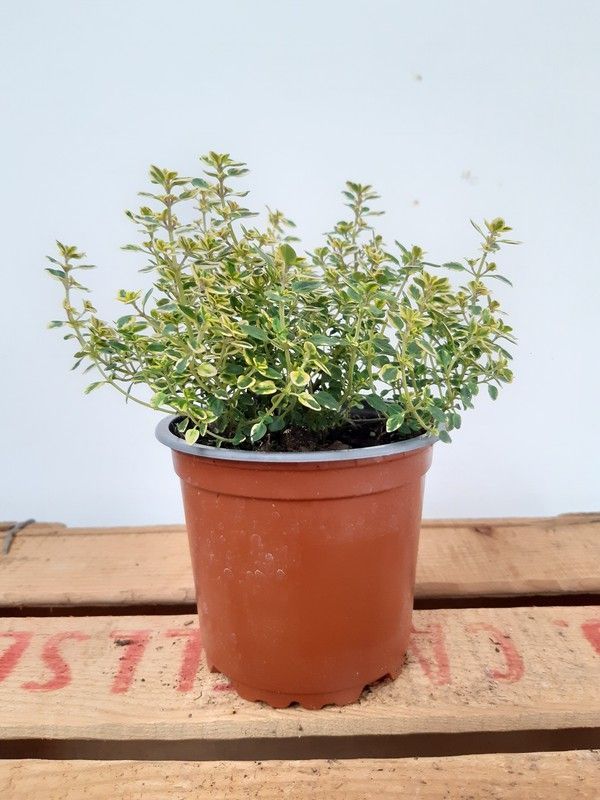 Tomillo, Thymus citriodorus Ø11cm