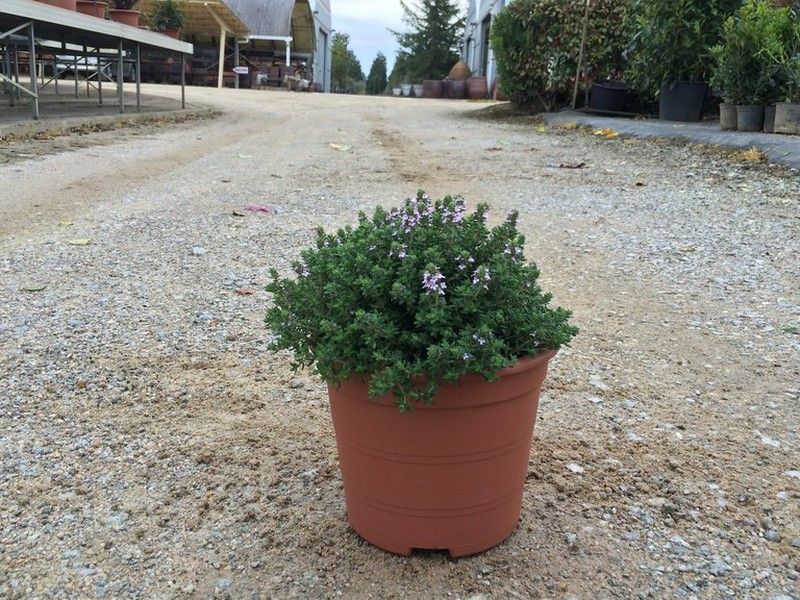 Tomillo     Thymus vulgaris