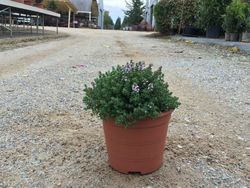 Tomillo     Thymus vulgaris