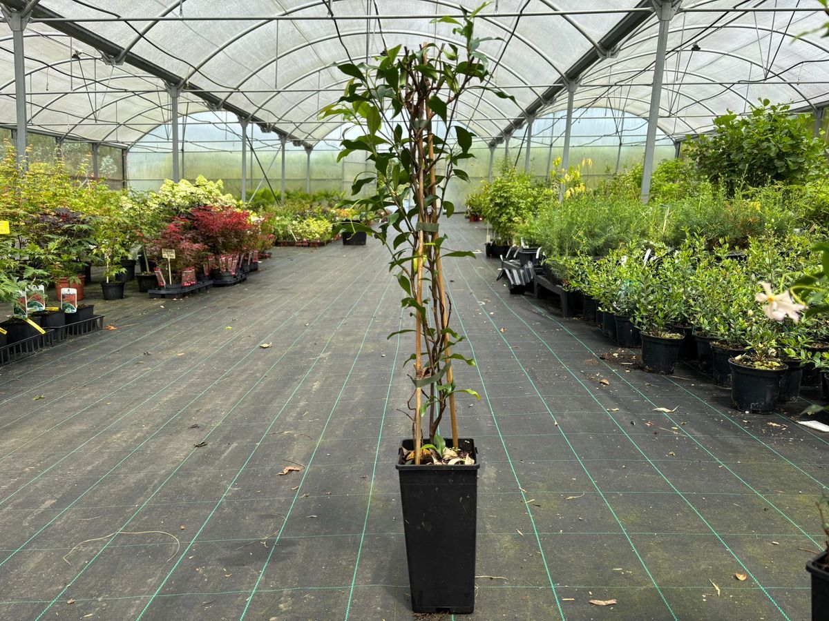 Trachelospermum asiaticum Pink Showers - Jazmín asiático rosa