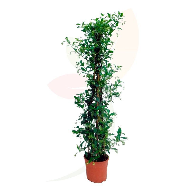 Trachelospermum Jasminoide Piramidal  100/120 H