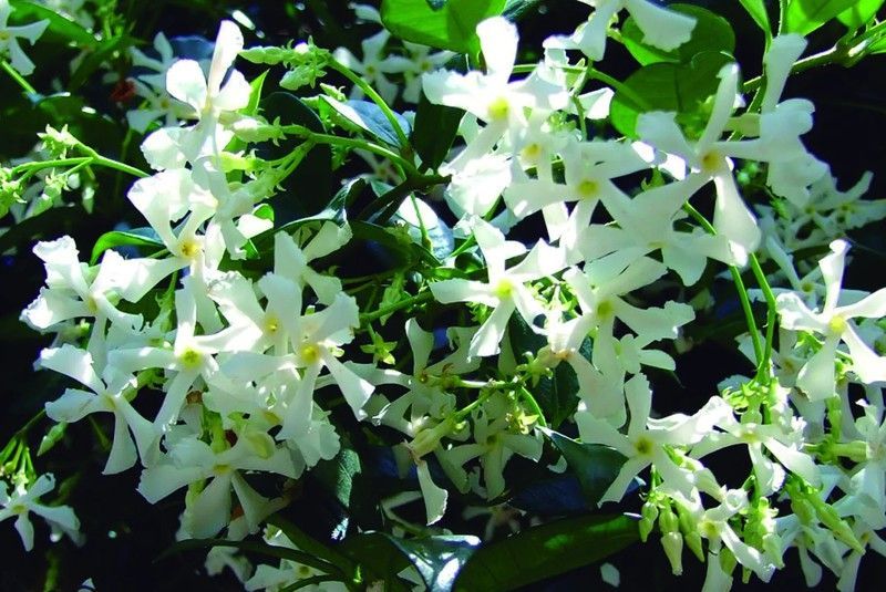 TRACHELOSPERMUM JASMINOIDE TUTOR