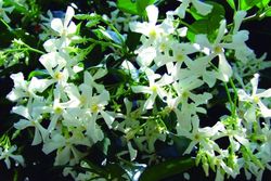 TRACHELOSPERMUM JASMINOIDE TUTOR
