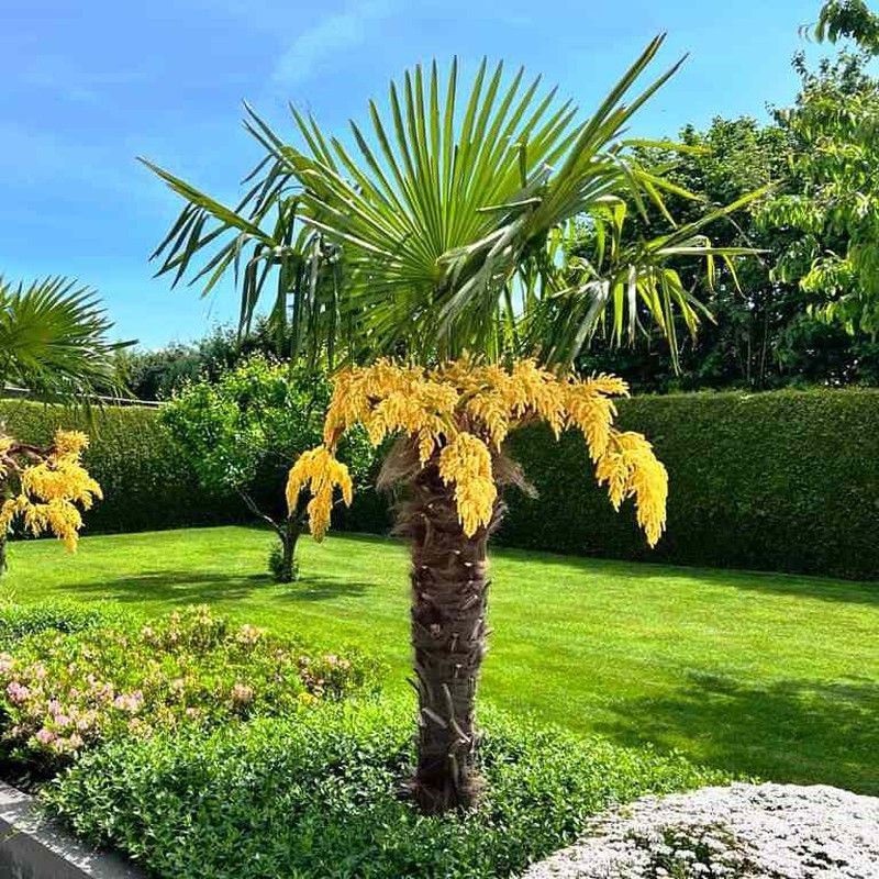 Trachycarpus Fortunei, Palma de Abanico Chino, Palmito de Fortune