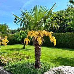 Trachycarpus Fortunei, Palma de Abanico Chino, Palmito de Fortune