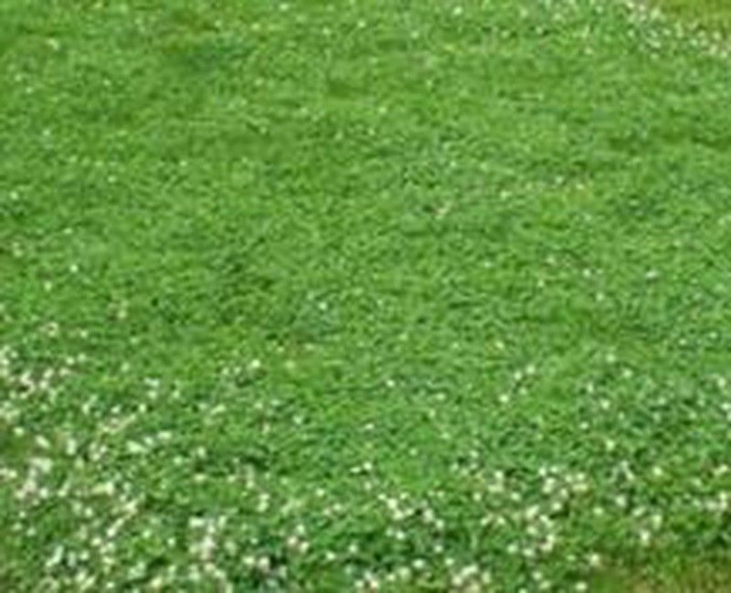 Trebol Blanco Rivelde