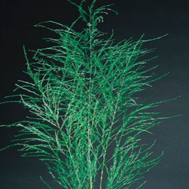 Treefern Preservado. (623.040)