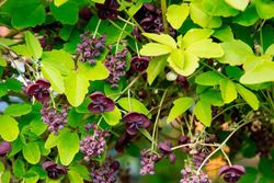 Trepadora chocolate, Akebia quinata