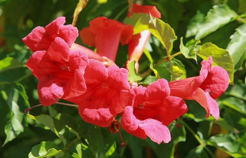 Trompetita, bignonia roja-anaranjada, Campsis radicans flamenco