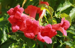 Trompetita, bignonia roja-anaranjada, Campsis radicans flamenco