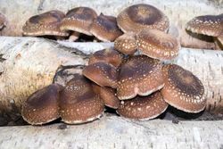 Tronco productor de Lentinula edodes, seta de Shiitake