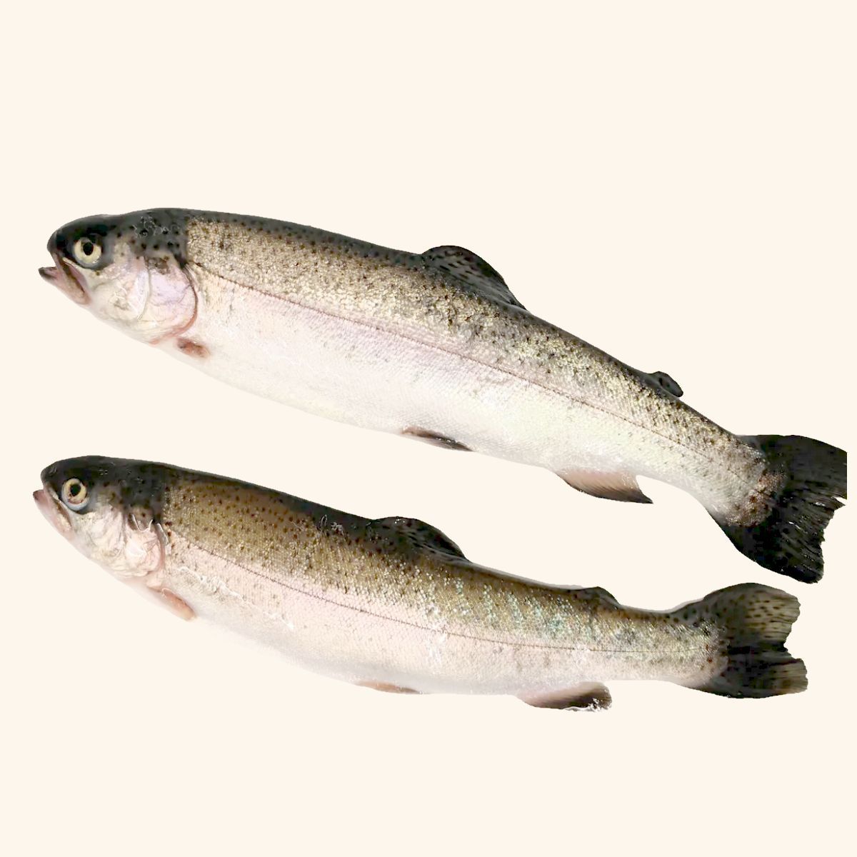 Trucha Asalmonada 2 uni