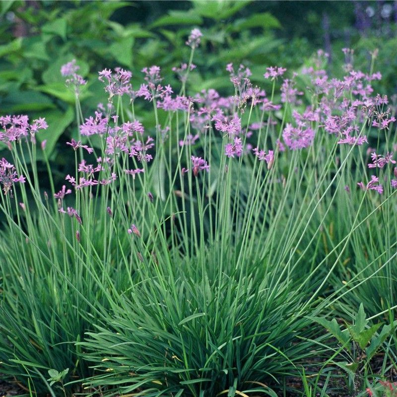 Tulbaghia Violacea Azul Caja 6 uds.