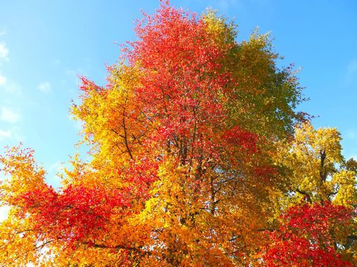 Tupelo, Nyssa sylvatica