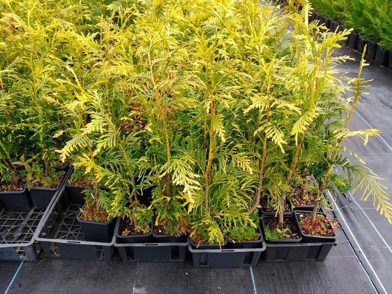 Tuya amarilla, Thuja plicata Zebrina