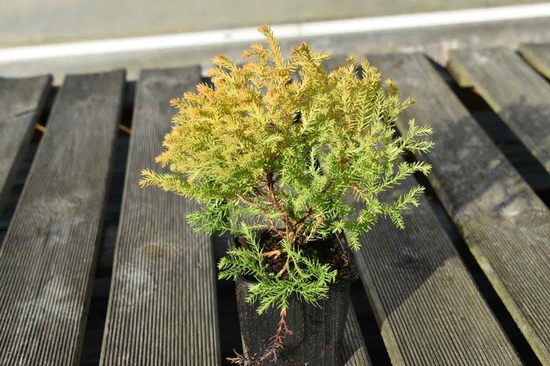 Tuya del Canadá, Tuya occidentalis "Rheingold"