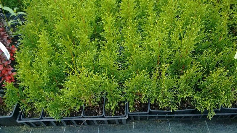 Tuya esmeralda, tuya del Canada smargad