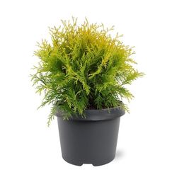 Tuya occidentalis Golden globe