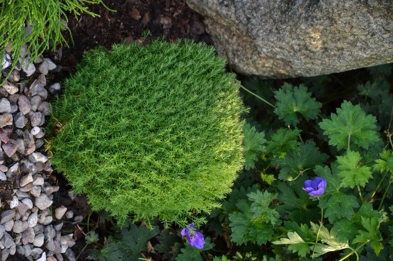 Tuya occidentalis Teddy