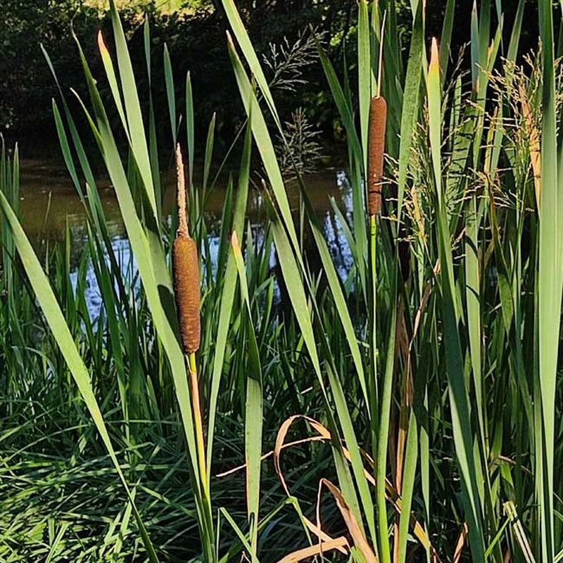 Typha Latifolia