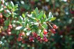 Ugni molinae. Murtilla, murta.