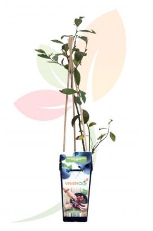 Vaccinium Corymbosum (Arandano Azul) 50/60 H