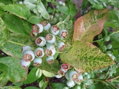 Vaccinium corymbosum "Flamingo"