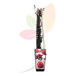 VACCINIUM MACROCARPUM (ARANDANO ROJO)