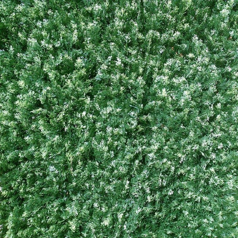 Valla seto artificial Thuya