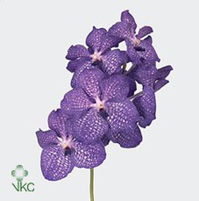 Vanda Magic Blue 16 unidades