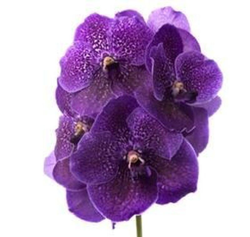 Vanda Violet Dark 16 unidades
