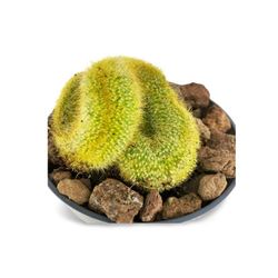 Vatricania Guentheri Cristata