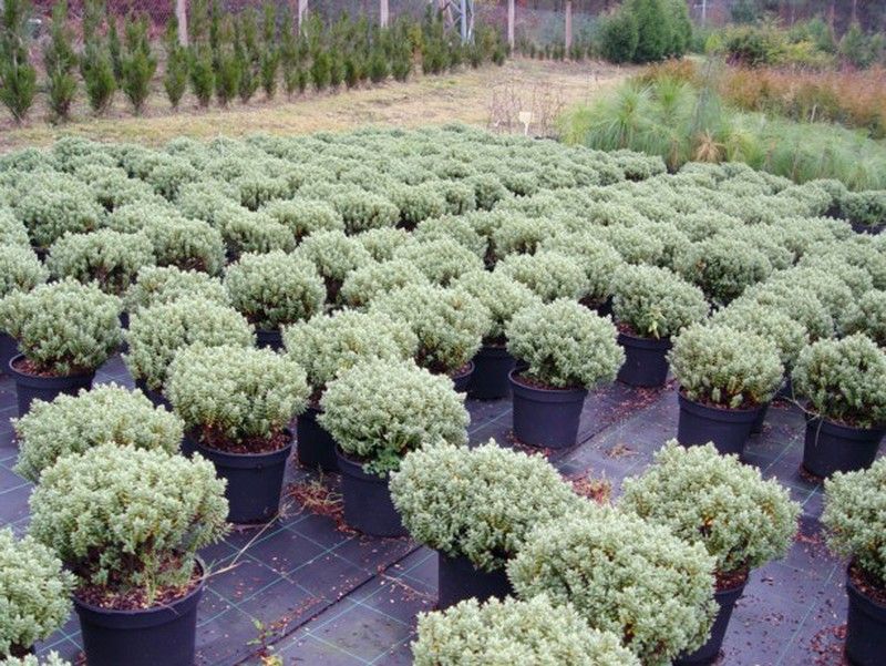 Veronica, Hebe topiaria en maceta de 2.5 litros